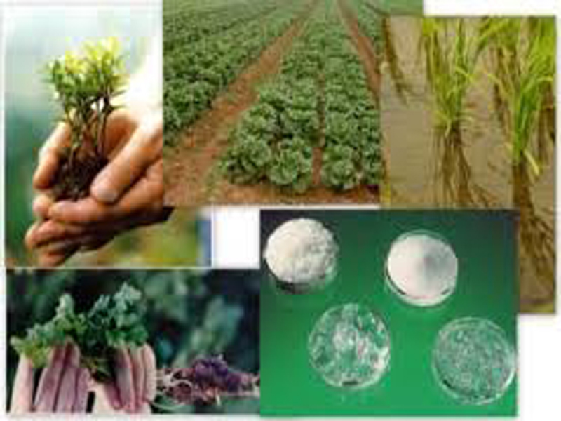 Agartala sap For agriculture, Super Absorbent Polymer (SAP) Usage In Agriculture